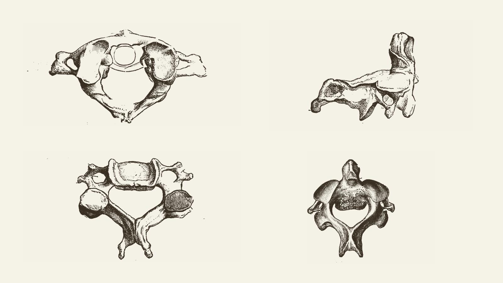 Planches anatomiques anciennes de vertèbres cervicales, dessinées à l'encre, dans l'esprit des atlas des années 1920