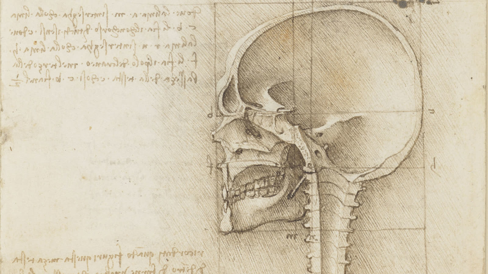 Dessin de Léonard de Vinci vers 1489 : un crâne en coupe vu de profil, avec le trou à la base du crâne et la moelle épinière qui descend dans le canal de la colonne vertébrale