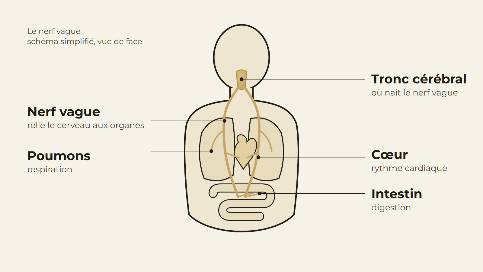 Schéma simplifié du nerf vague : il naît dans le tronc cérébral, descend de chaque côté du cou et du thorax, et envoie des branches vers le cœur, les poumons et l'intestin