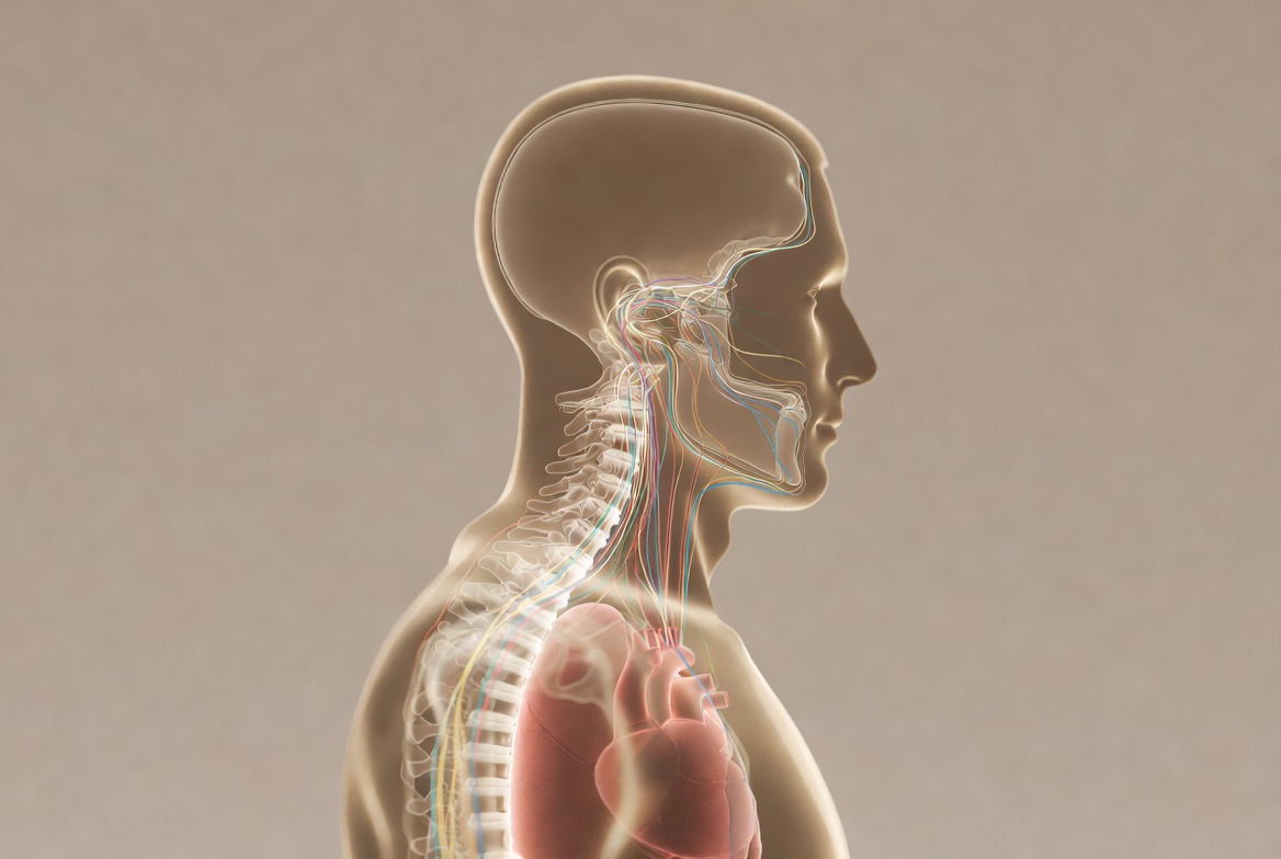 Schéma illustrant le lien entre la colonne vertébrale et le système nerveux dans le contrôle de la posture